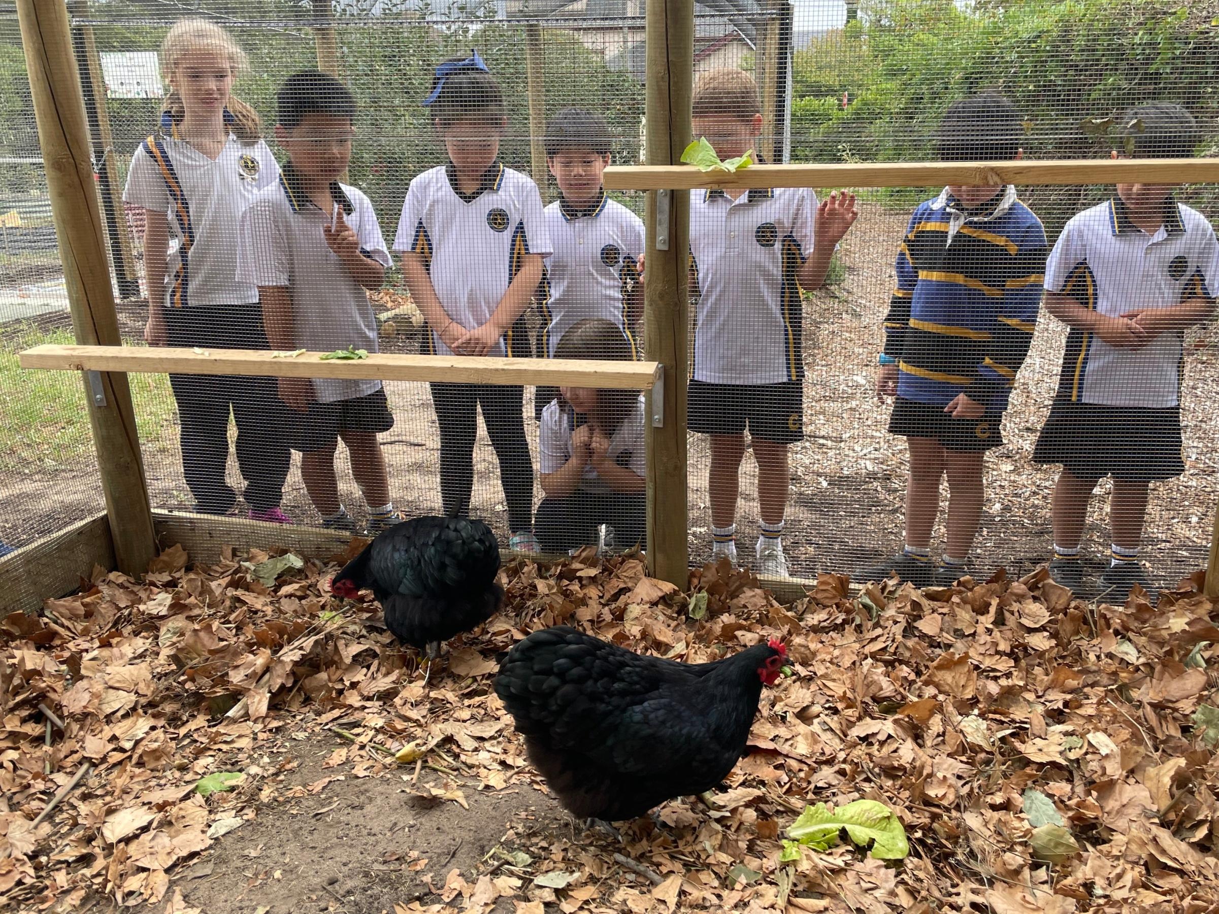 New chicken coop brings life to the Kitchen Garden