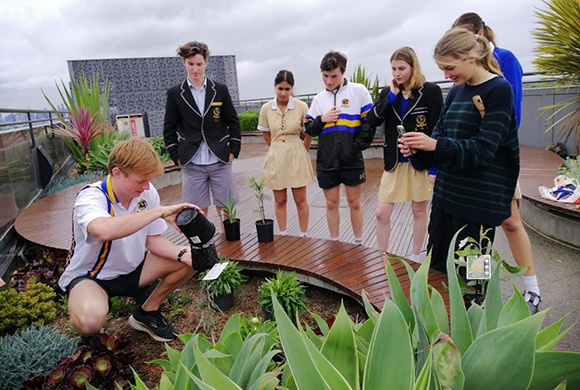Rewilding the rooftop